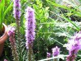 James Hyde Gardening - Liatris Spicata - Click to enlarge