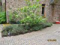 James Hyde Gardening - Example Before - Click to enlarge