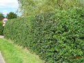 Hedge cutting/topiary
