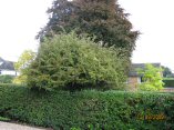 James Hyde Gardening - Hedge Cutting (Before) - Click to enlarge