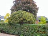 James Hyde Gardening - Hedge Cutting (After) - Click to enlarge
