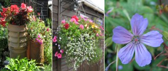 Potting Plants / Hanging Basket / Geranium Nodosum