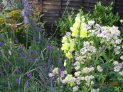 Pruning, training and maintenance of shrubs, climbers, herbaceous, fruit, conifers and more